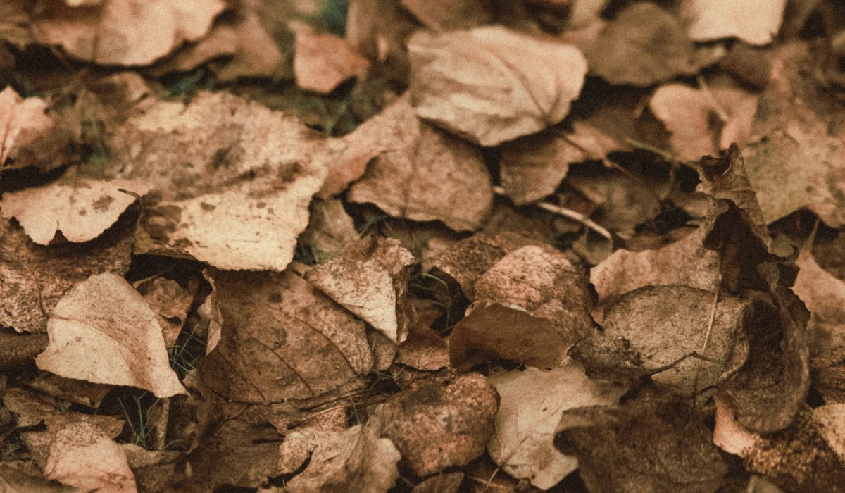 A Beginner's Guide to Responsible Mushroom Foraging