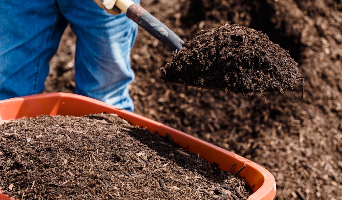Using Wormeries to Compost Kitchen Scraps
