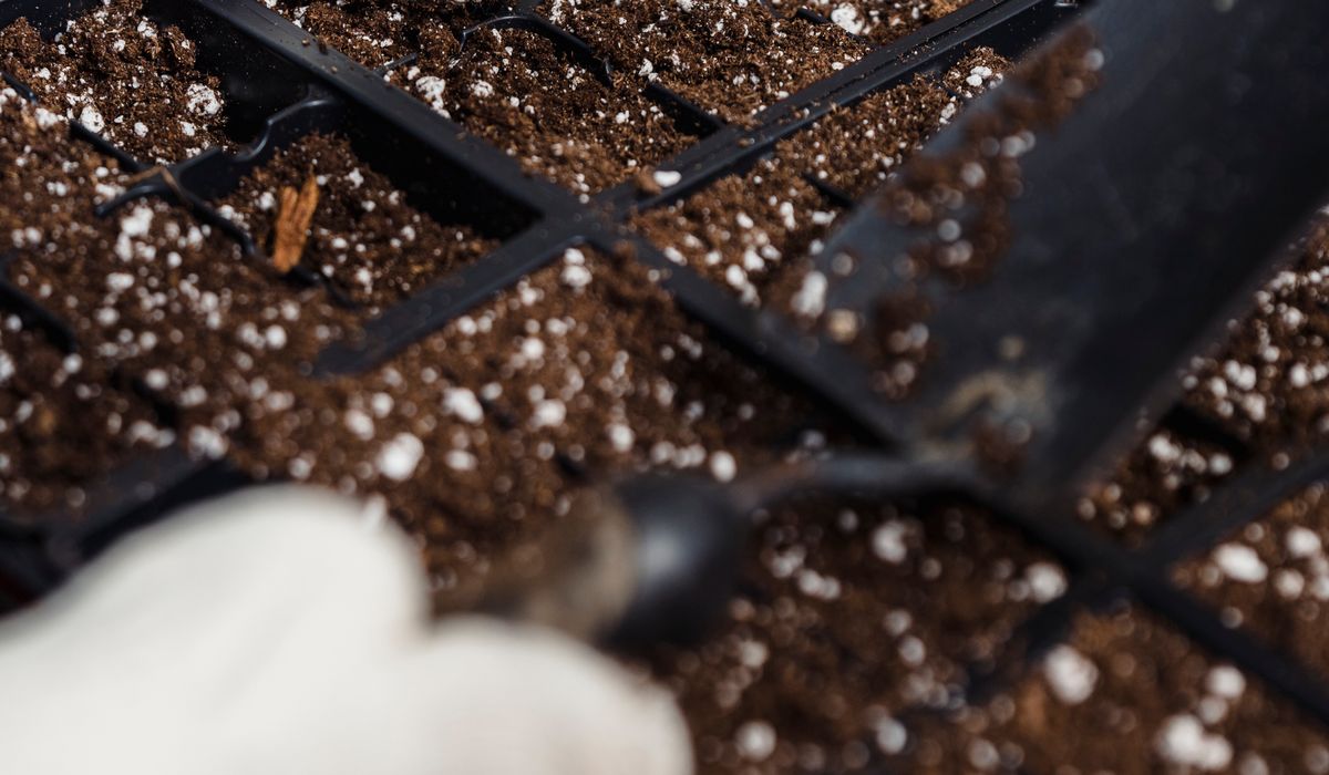 Why Leaf Mould Deserves a Place in Your Garden
